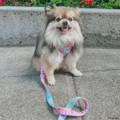 Dog Two Piece Bundle - Polly Pocket™ -Furfinity Cheap Shop MISS MILLIE POM 2