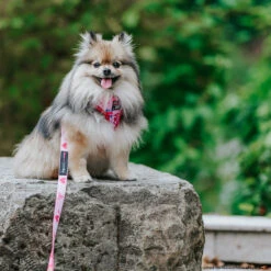 Dog Four Piece Bundle - Mean Girls™ -Furfinity Cheap Shop MISS MILLIE POM 3