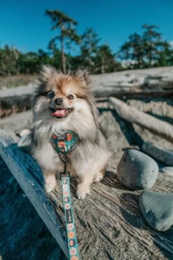 Dog Two Piece Bundle - Pawfect Poms -Furfinity Cheap Shop MISS MILLIE POM 1 1af360e1 08cb 45a1 aba3 80fc0b5243bc