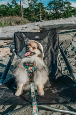 Dog Leash - Pawfect Poms -Furfinity Cheap Shop MISS MILLIE POM 4 54df81e4 c68c 4794 af9f 87cd7a471731