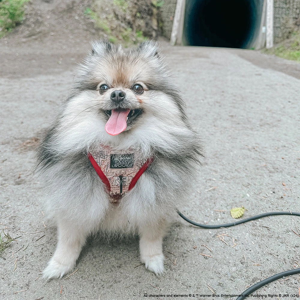 Dog Two Piece Bundle - Harry Potter™ Marauder's Map™ 17 Dog Two Piece Bundle - Harry Potter™ Marauder's Map™ - Image 15