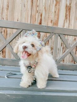 Dog Sailor Bow - Raise The Woof -Furfinity Cheap Shop MISTY THE LABRAHEELER 3