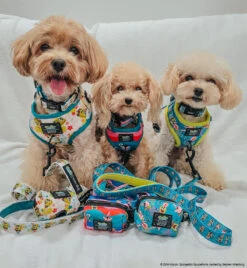 Dog Four Piece Bundle - SpongeBob SquarePants™ Jelly Fishin' -Furfinity Cheap Shop MOCHIII808 af5444b6 ffbc 4d88 a2f5 5a36085c7dc2