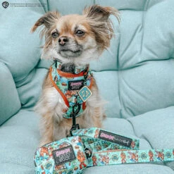 Dog Four Piece Bundle - Scooby-Doo™ -Furfinity Cheap Shop MOCHI THECHIHUAHUA1 40af9b50 f304 44ab 9999 951991734832