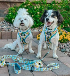 Dog Four Piece Bundle - SpongeBob SquarePants™ Bikini Bottom 33 Dog Four Piece Bundle - SpongeBob SquarePants™ Bikini Bottom -Furfinity Cheap Shop MOMOSKEEDOO