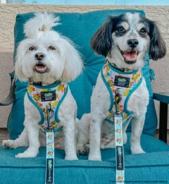 Dog Two Piece Bundle -SpongeBob SquarePants™ Bikini Bottom -Furfinity Cheap Shop MOMOSKEEDOO 3