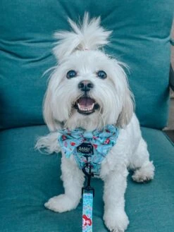 Dog Sailor Bow - Disney's Ariel -Furfinity Cheap Shop MOMOSKEEDOO c7e5205b b779 47c8 990d 58fc889af617