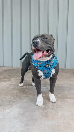 Dog Collar Three Piece Bundle - Hot Wheels™ -Furfinity Cheap Shop MRDIESELROO 1