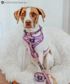 Dog Four Piece Bundle - Willy Wonka & The Chocolate Factory™ -Furfinity Cheap Shop MYGIRLLAYLA