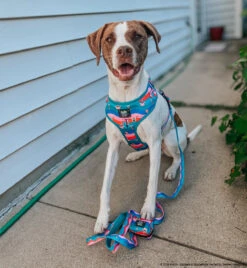 Dog Four Piece Bundle - SpongeBob SquarePants™ And Friends -Furfinity Cheap Shop MYGIRLLAYLA 2 af56473d 1742 4025 99fd 3895e4d5dc48