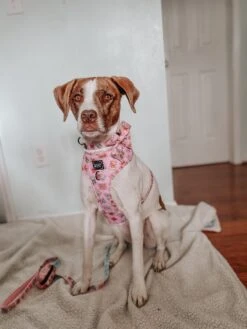 Dog Three Piece Bundle - Out Of Office -Furfinity Cheap Shop MYGIRLLAYLA 1 5123216f d76c 4c3f 877f bc1240ea2ec3