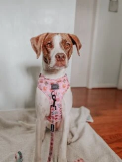 Dog Two Piece Bundle - Out Of Office -Furfinity Cheap Shop MYGIRLLAYLA 2 8124bbaa 60b8 460f 95c9 b04695034595