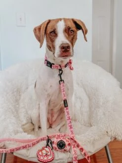 Dog Collar - Sweet Treats 17 Dog Collar - Sweet Treats -Furfinity Cheap Shop MYGIRLLAYLA 2 8992771b 6c2c 43eb 8cae 55eb654f8690