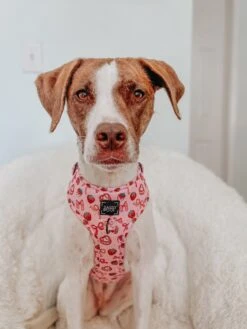 Dog Adjustable Harness - Sweet Treats -Furfinity Cheap Shop MYGIRLLAYLA 3 44318d0b a61e 4338 81c9 cb14353200d9