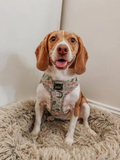 Dog Two Piece Bundle - Shrooms & Blooms 36 Dog Two Piece Bundle - Shrooms & Blooms -Furfinity Cheap Shop MYLADEE 1