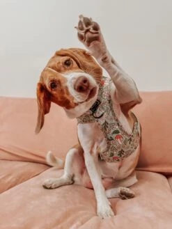 Dog Two Piece Bundle - Shrooms & Blooms 39 Dog Two Piece Bundle - Shrooms & Blooms -Furfinity Cheap Shop MYLADEE 1 2