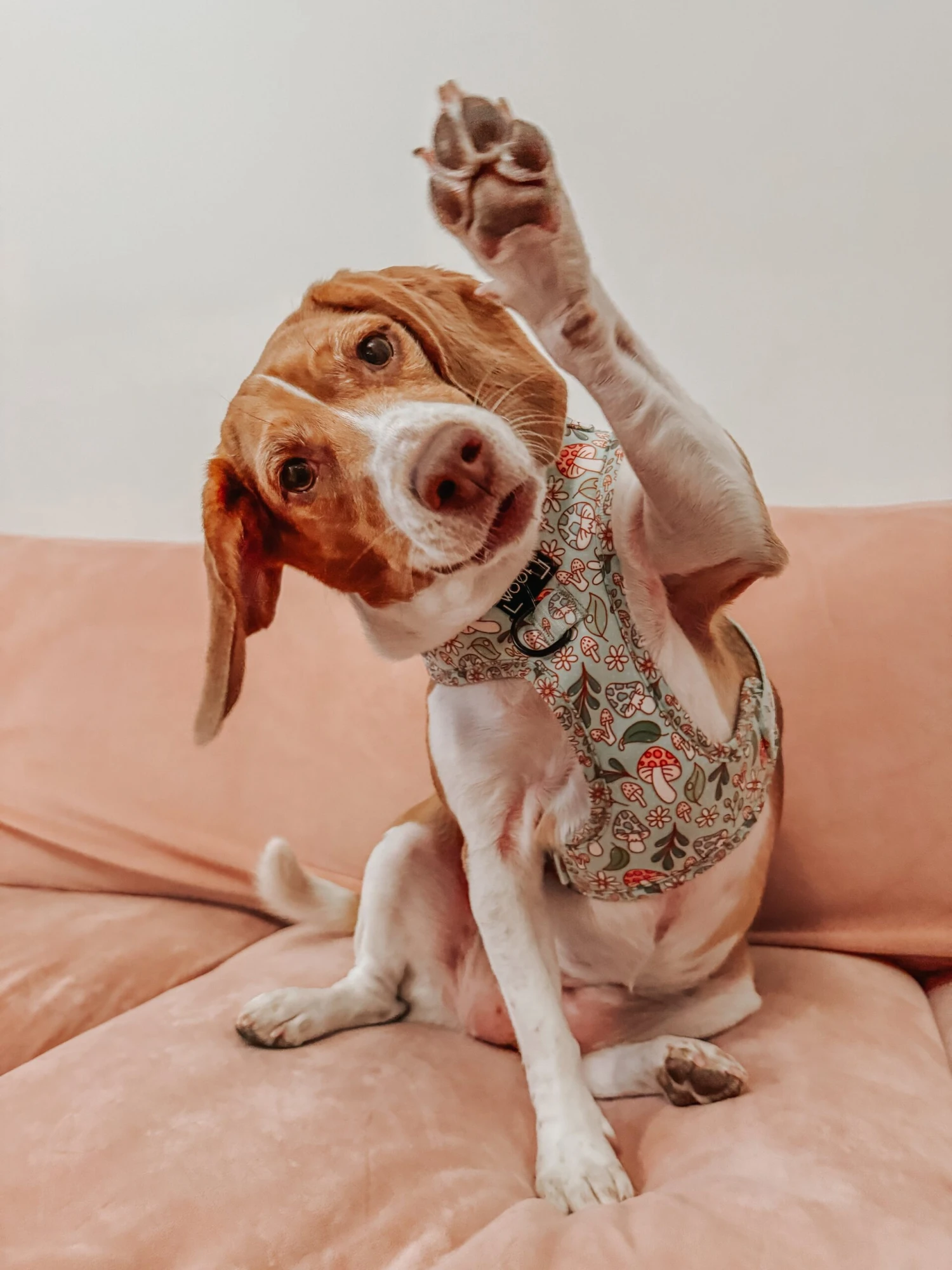 Dog Two Piece Bundle - Shrooms & Blooms 20 Dog Two Piece Bundle - Shrooms & Blooms - Image 18