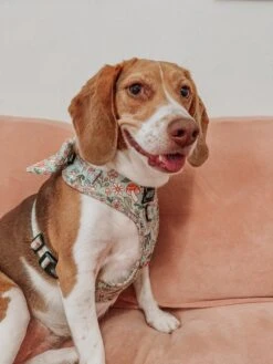 Dog Sailor Bow - Shrooms & Blooms -Furfinity Cheap Shop MYLADEE 2