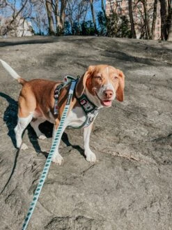 Dog Four Piece Bundle - Peanuts™ Beagle Scouts 33 Dog Four Piece Bundle - Peanuts™ Beagle Scouts -Furfinity Cheap Shop MYLADEE 2 c57d3b11 b350 40a4 8e29 0a64311fc2f7