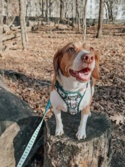 Dog Two Piece Bundle - Peanuts™ Beagle Scouts -Furfinity Cheap Shop MYLADEE 3