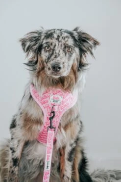 Dog Two Piece Bundle - BARBIE™ Malibu -Furfinity Cheap Shop Malibu 9550d64f d8d5 472a a999 639026304254