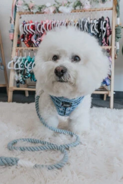 Dog Rope Leash - Azul 14 Dog Rope Leash - Azul -Furfinity Cheap Shop Mamas Boy Dog Harness Bichon Fluffy 1