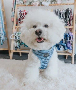 Dog Adjustable Harness - Mama's Boy -Furfinity Cheap Shop Mamas Boy Dog Harness Bichon 167e8002 80a4 46ac bbb1 ea54b9751871