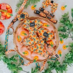 Dog Four Piece Bundle - Mango Tango -Furfinity Cheap Shop MangoTango Product Photos 2