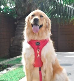 Dog Leash - Merlot 24 Dog Leash - Merlot -Furfinity Cheap Shop Merlot12 a1fc5bbf 4a93 481b b4d3 d9c6e58a62e9