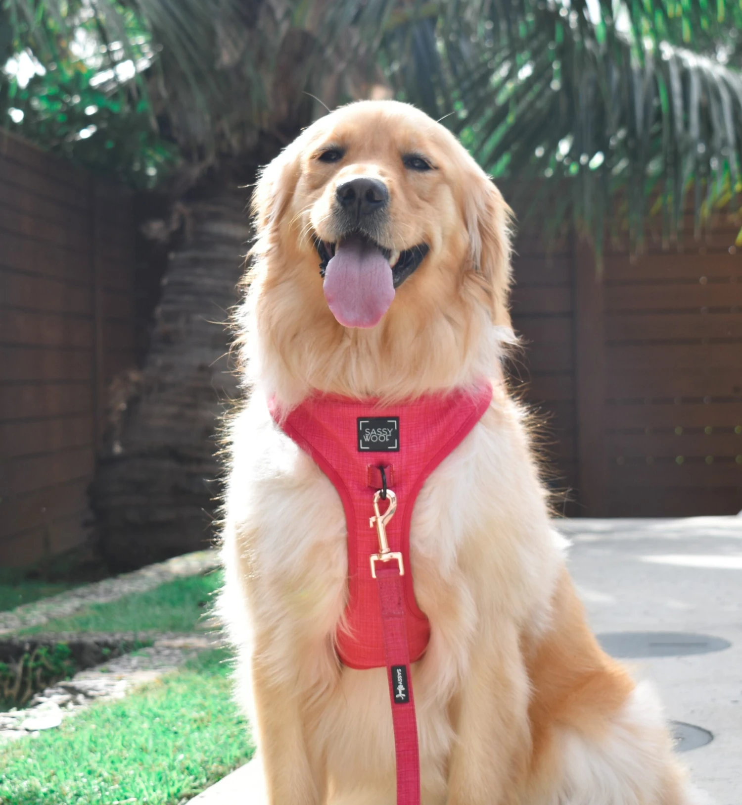 Dog Leash - Merlot 10 Dog Leash - Merlot - Image 8