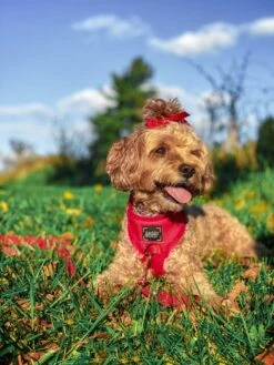 Dog Four Piece Bundle - Merlot -Furfinity Cheap Shop Merlot14