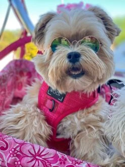 Dog Four Piece Bundle - Merlot -Furfinity Cheap Shop Merlot16