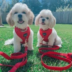 Dog Leash - Merlot 23 Dog Leash - Merlot -Furfinity Cheap Shop Merlot3 af7e7f5d 30be 419a a323 3a9e6d88b149