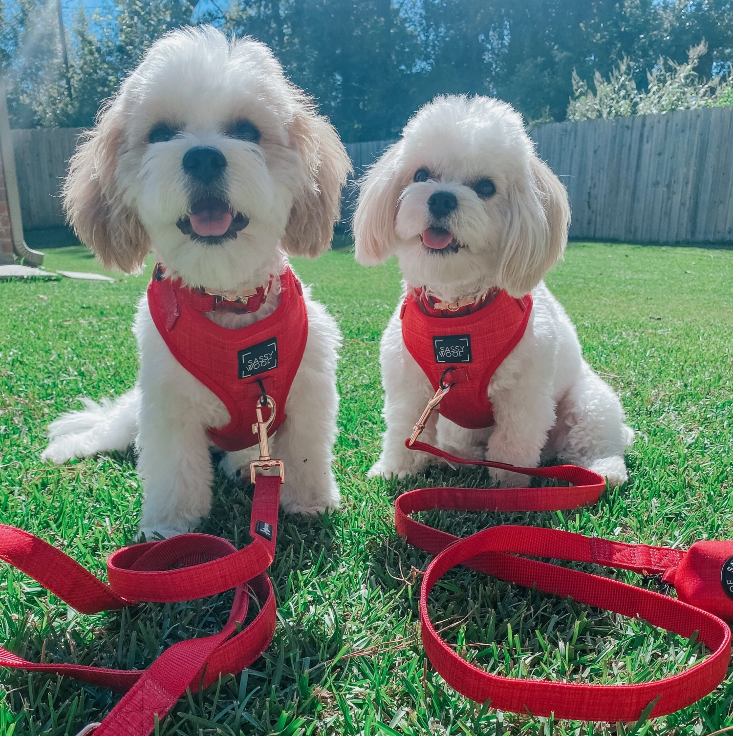 Dog Leash - Merlot 9 Dog Leash - Merlot - Image 7