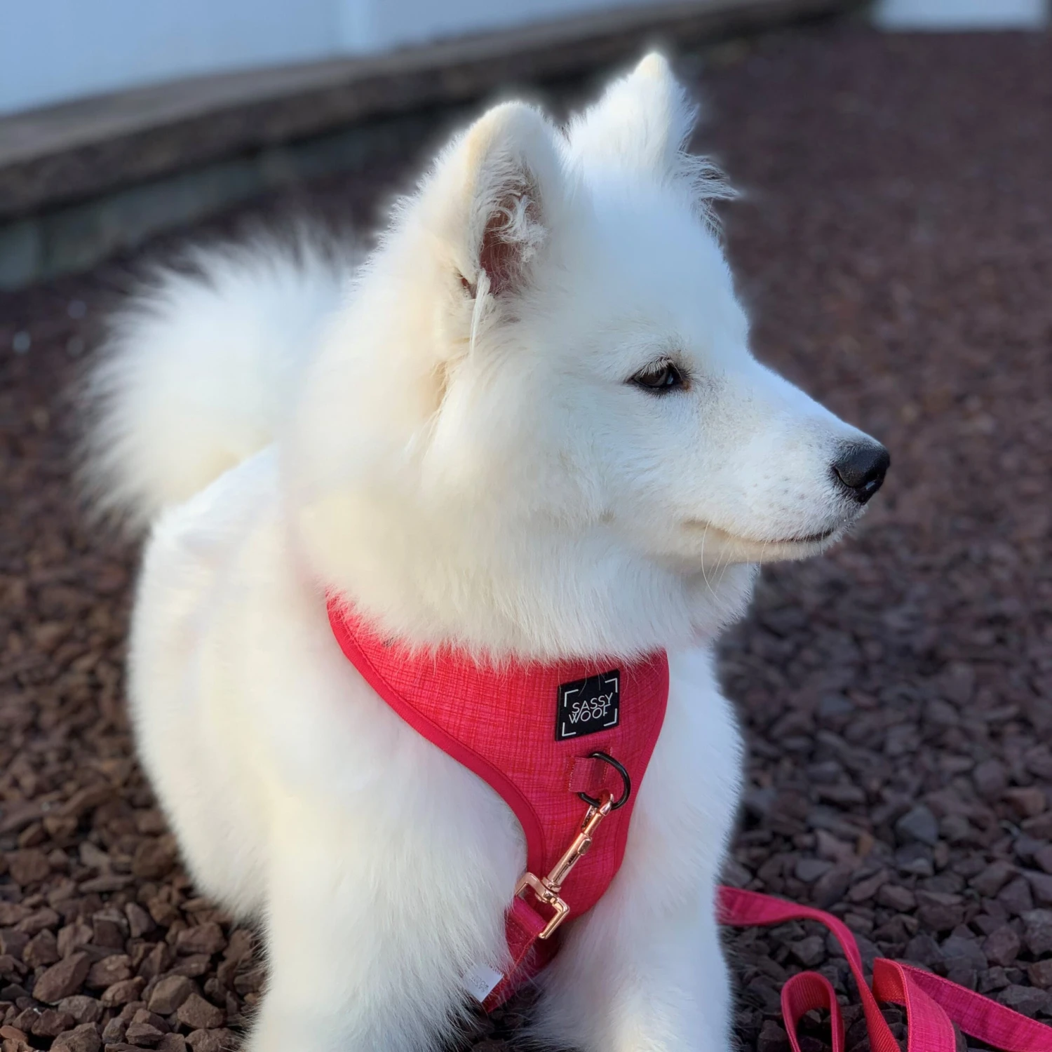 Dog Leash - Merlot 12 Dog Leash - Merlot - Image 10