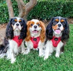 Dog Four Piece Bundle - Merlot -Furfinity Cheap Shop Merlot 1