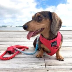 Dog Rope Leash - Watermelon Sugar 12 Dog Rope Leash - Watermelon Sugar -Furfinity Cheap Shop Merlot 2 2