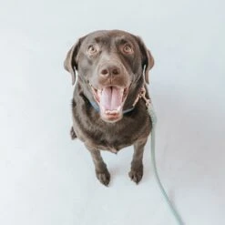 Dog Rope Leash - Mint To Be -Furfinity Cheap Shop MiaMint