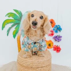 Dog Hawaiian Shirt - Mickey Mouse -Furfinity Cheap Shop Mickey LuauMayatheDox 5