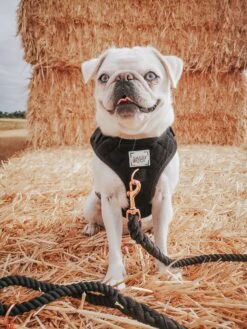 Dog Rope Leash - Noir 18 Dog Rope Leash - Noir -Furfinity Cheap Shop Milky idotoo 52eedf9b 42f7 4145 bdae 458839b0612b