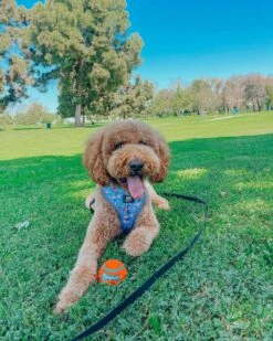 Dog Two Piece Bundle -Nickelodeon Rugrats™ -Furfinity Cheap Shop Milo gldndoodle ae32b5cf b665 4e69 b9c5 08628f63cf1e