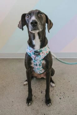 Dog Rope Leash - Mint To Be -Furfinity Cheap Shop MinttoBe