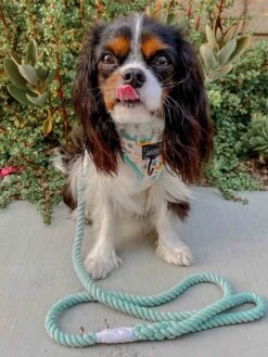 Dog Rope Leash - Mint To Be -Furfinity Cheap Shop MinttoBe2