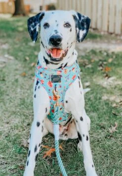 Dog Rope Leash - Mint To Be -Furfinity Cheap Shop MinttoBe 1