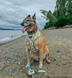 Dog Waste Bag Holder - SpongeBob SquarePants™ Bikini Bottom -Furfinity Cheap Shop NIKAANDNYLA 6 7d2c239b 78c1 4372 b5fb f9e129bf0ce6