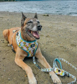 Dog Four Piece Bundle - SpongeBob SquarePants™ Bikini Bottom 27 Dog Four Piece Bundle - SpongeBob SquarePants™ Bikini Bottom -Furfinity Cheap Shop NIKAANDNYLA 8