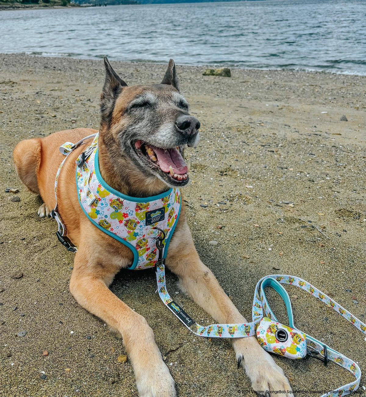 Dog Four Piece Bundle - SpongeBob SquarePants™ Bikini Bottom 11 Dog Four Piece Bundle - SpongeBob SquarePants™ Bikini Bottom - Image 9