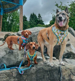 Dog Two Piece Bundle -SpongeBob SquarePants™ Jelly Fishin' 20 Dog Two Piece Bundle -SpongeBob SquarePants™ Jelly Fishin' -Furfinity Cheap Shop NIKAANDNYLA 9 8520e5fb 73b3 47ab ac1e adc4bd711eee