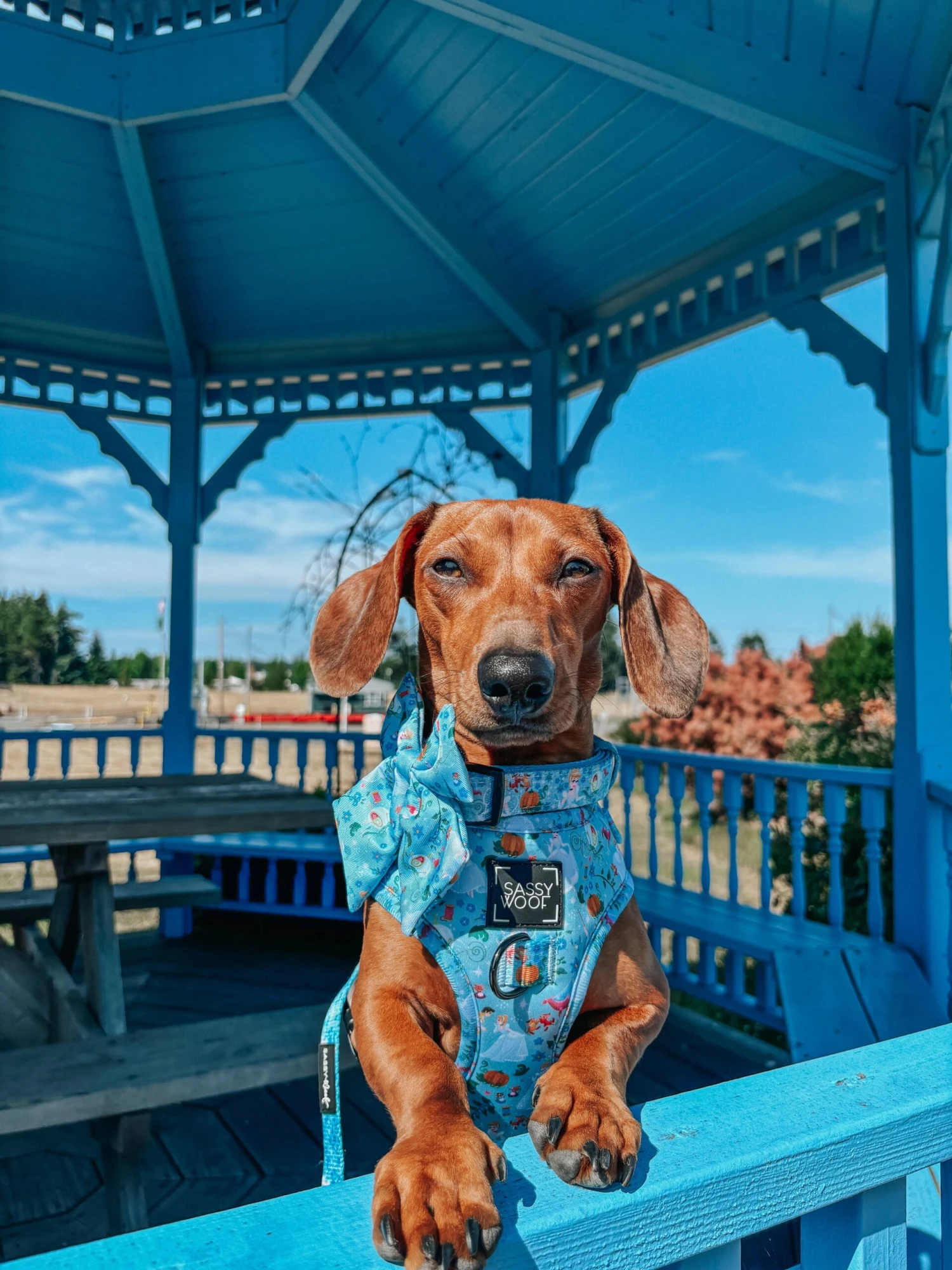 Dog Two Piece Bundle - Disney's Cinderella 10 Dog Two Piece Bundle - Disney's Cinderella - Image 8