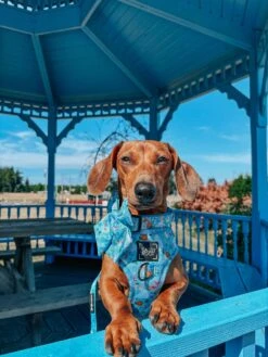 Dog Sailor Bow - Disney's Cinderella -Furfinity Cheap Shop NIKANDNYLA 2 cf6636ce 583f 4e8d a1eb 510624f4bb8c